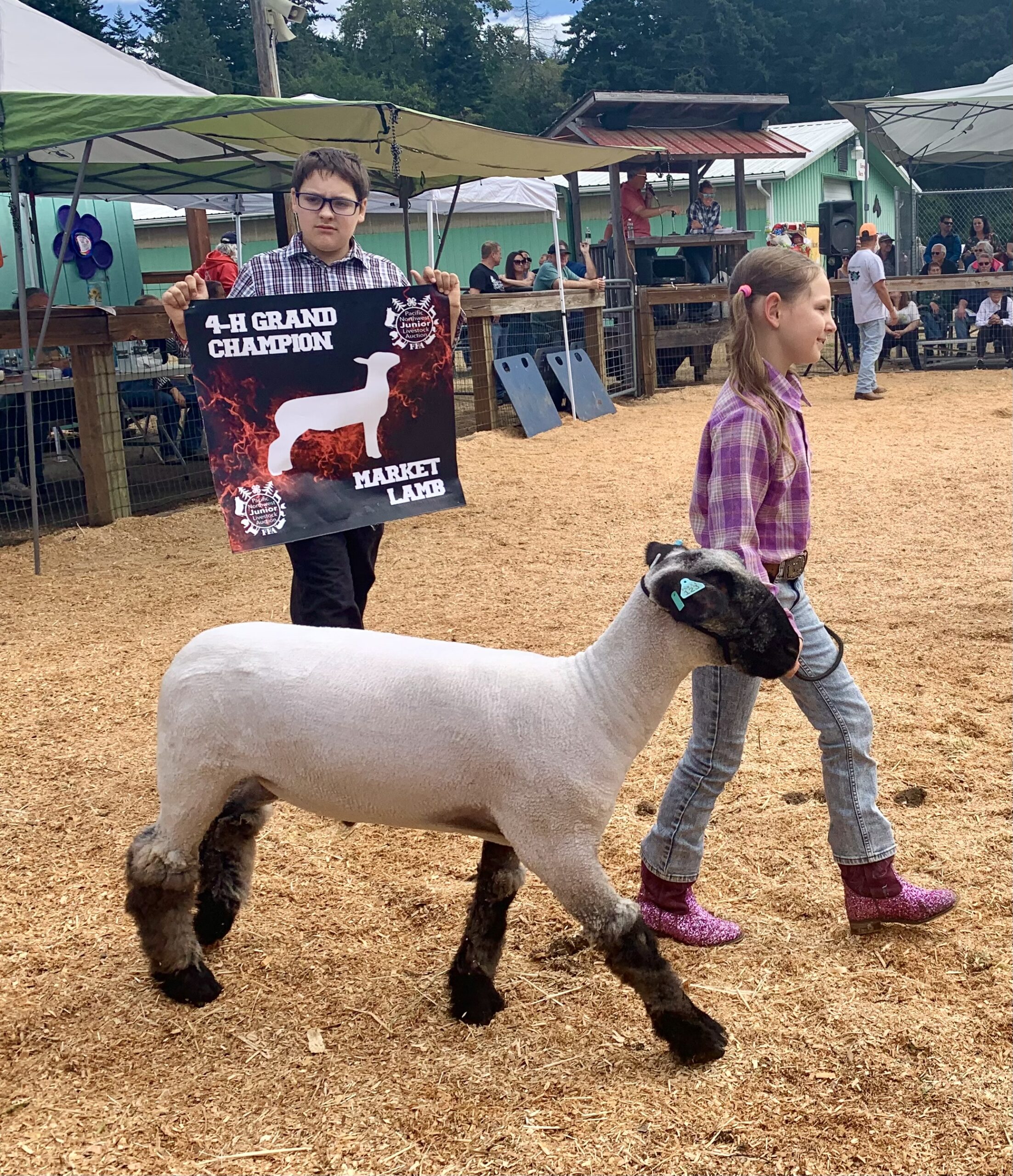 Young girl leading a lamb around a show ring being followed by her brother who is holding up a grand champion banner
