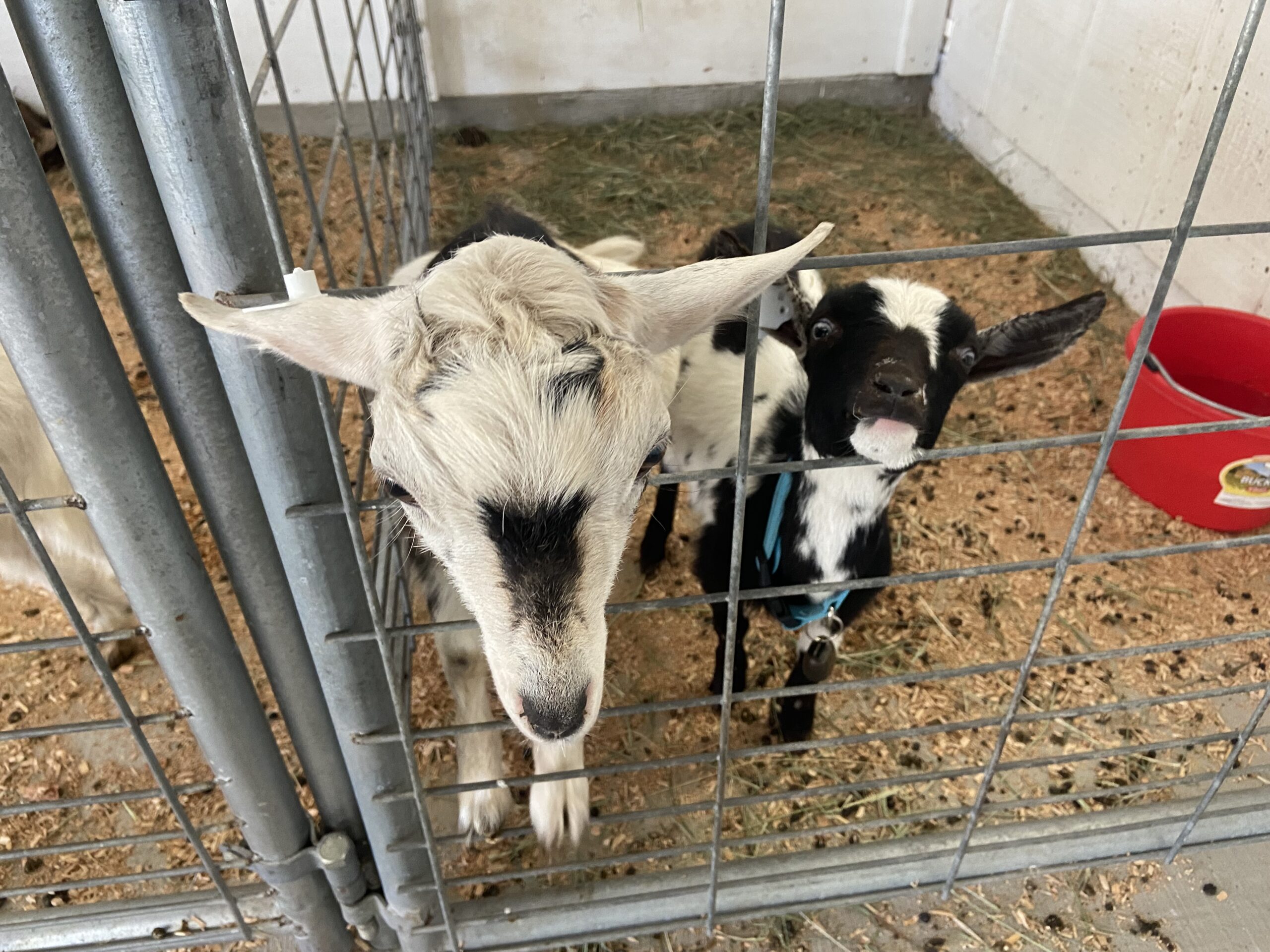 two pygmy goats looking out from a crate