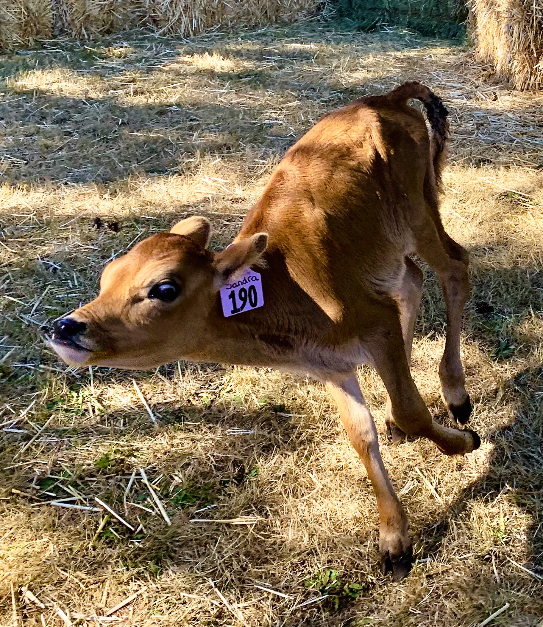 Dairy calf playing in the hay