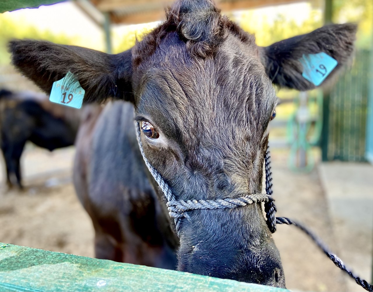 beef cattle close up shot of face