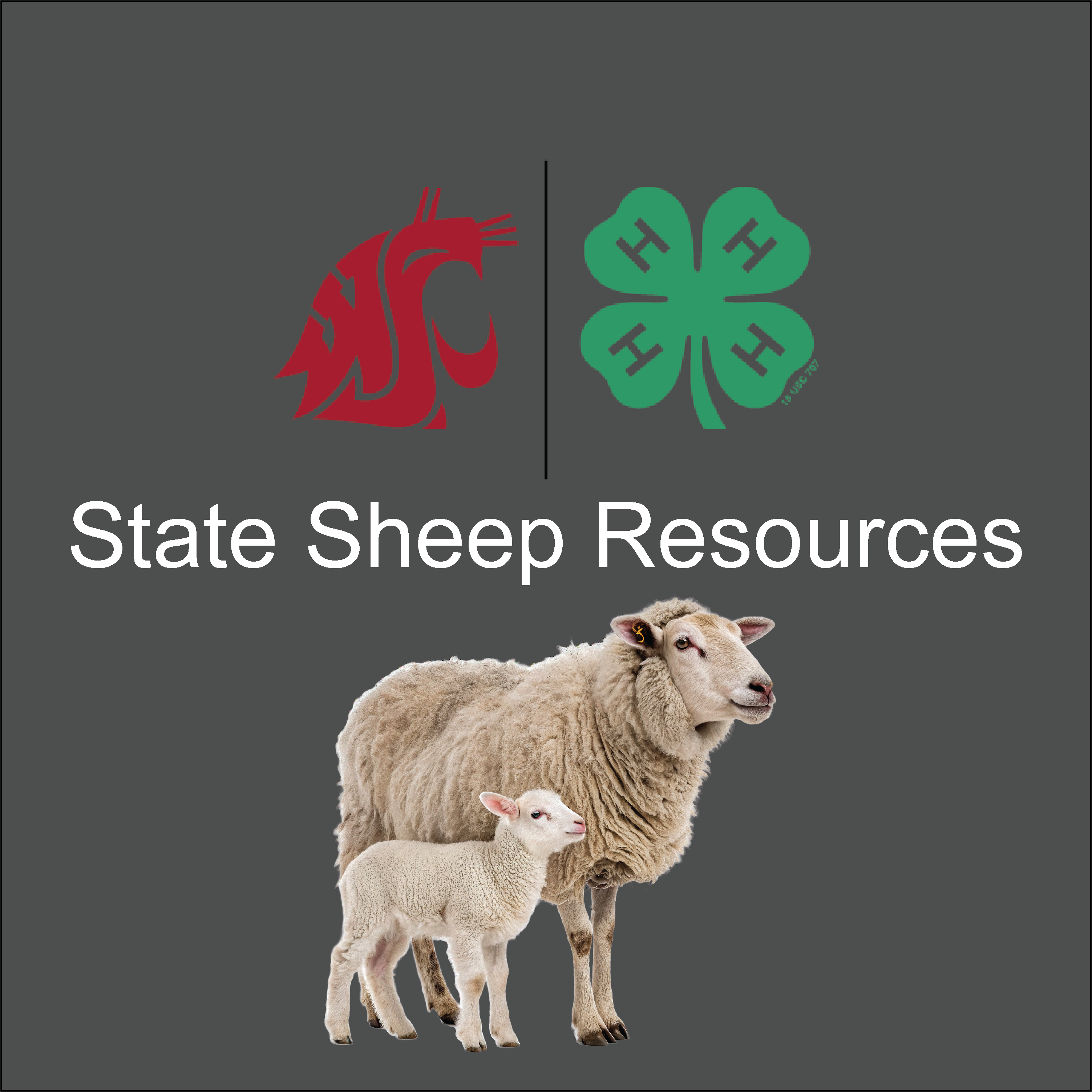 image of WSU and 4-H logos with a picture of a sheep. Says state sheep resources