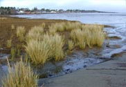 Coastal marsh with clumps of grasses growing in muddy tidal flats near the shoreline.