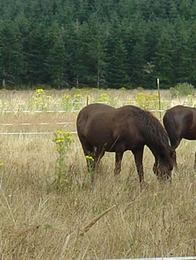 Horses grazing in a grassy field with trees in the background.