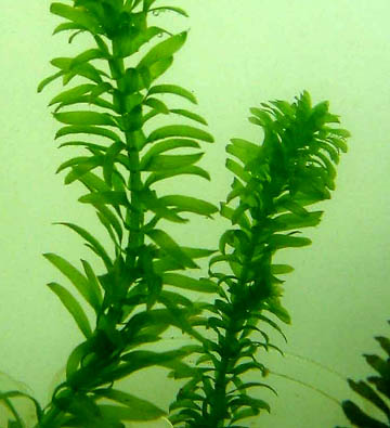 Aquatic plants growing underwater with tall, leafy stems