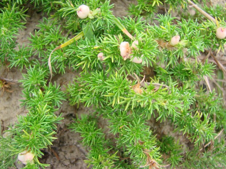 Low-growing plant with dense, needle-like green leaves and small pale berries.