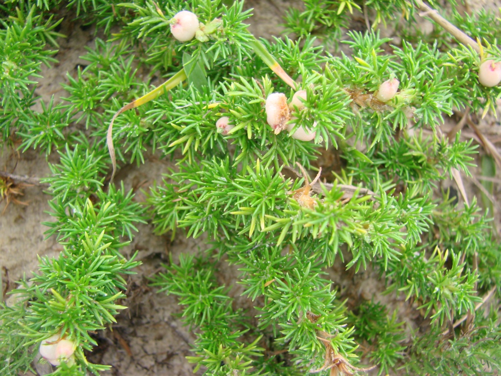 Low-growing plant with dense, needle-like green leaves and small pale berries.