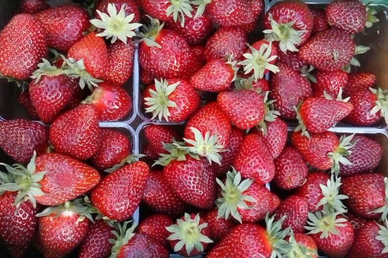 Fresh strawberries are ripe now!