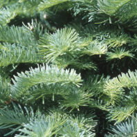 Noble Fir branch