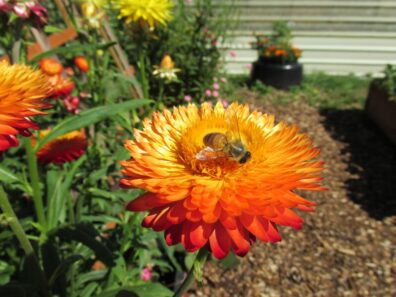 Bee on straw flower
