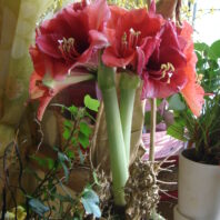Multi-blossom Amaryllis by Monika Thon-Soun