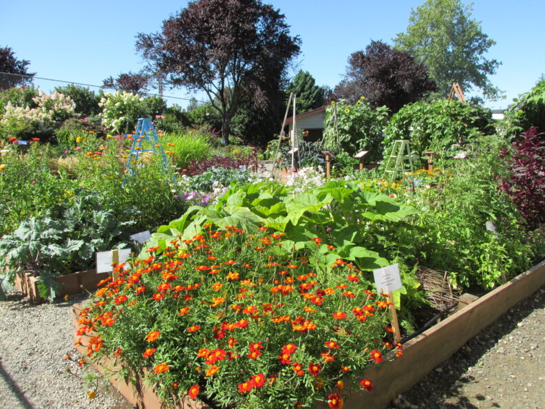 vegetables and flowers in raised beds in the Master Gardener Demonstration Garden at the Grays Harbor Fairgrounds