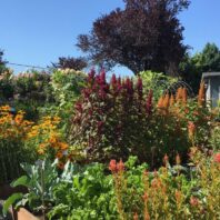 GH County Demonstration Garden with rudbeckia, amaranth, kale, and broccoli in foreground, hog wire trellis and hydrangea in the background.