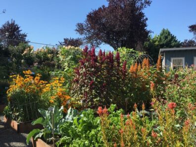 GH County Demonstration Garden with rudbeckia, amaranth, kale, and broccoli in foreground, hog wire trellis and hydrangea in the background.