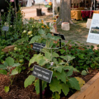 standing raised bed garden planted with veggies