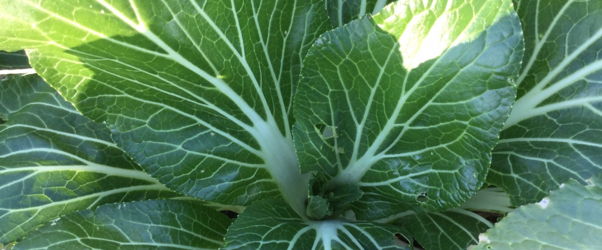 Close-up of green leafy vegetable leaves with thick white veins.