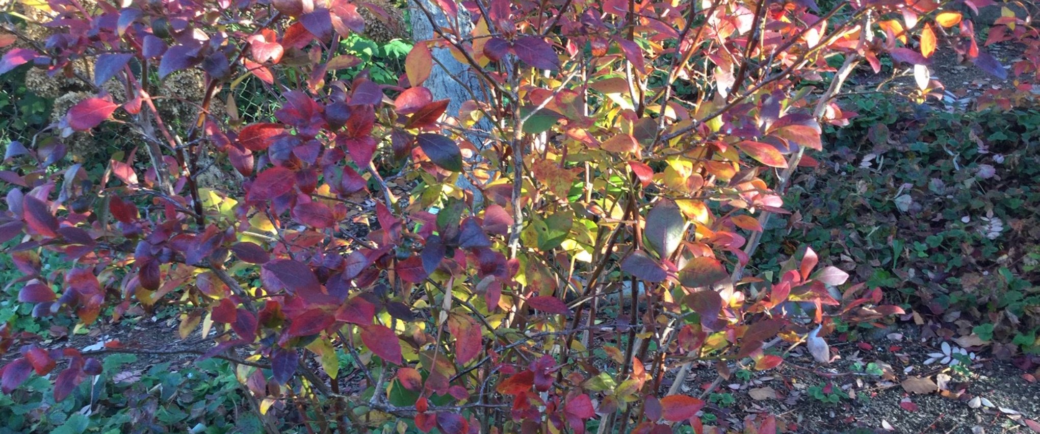 Fall blueberry foliage