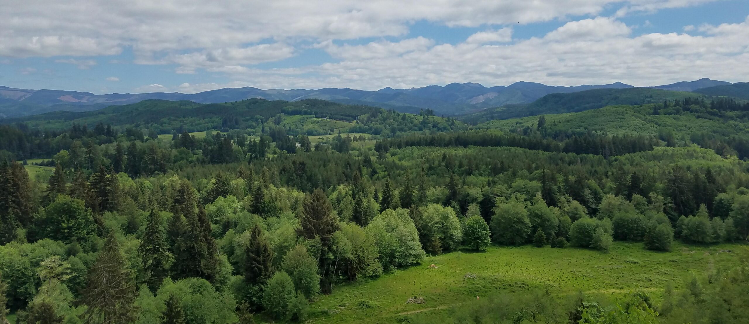 mountain meadow and woodland scene
