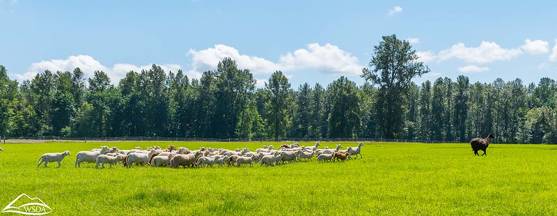Sheep grazing in a green pasture while a herding dog guides them, with trees in the background.