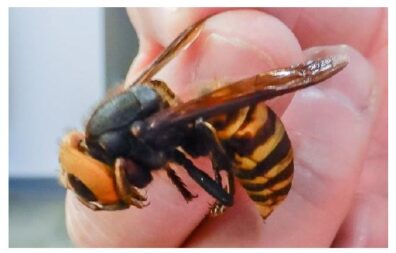 Close-up of a wasp resting on a person’s fingers.