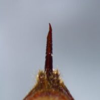 Close-up of a sharp, pointed insect stinger.