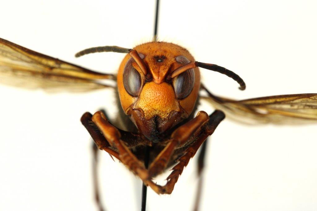 Extreme close-up of an insect’s face showing eyes, antennae, and mouthparts.
