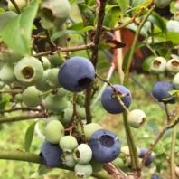 blueberriy bush with berries in varous stages of ripeness.