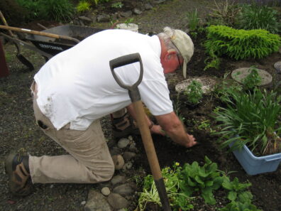Master Gardener transplanting into landscape bed