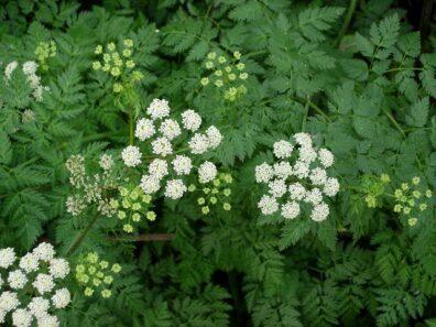 White flower clusters blooming above fern-like green leaves.