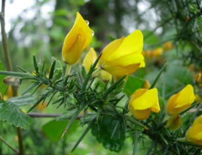 Spiny green plant with small yellow blossoms.