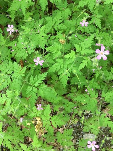 Ground cover plant with divided green leaves and small pink blossoms.