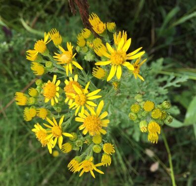 Yellow daisy-like flowers clustered on a flowering plant.