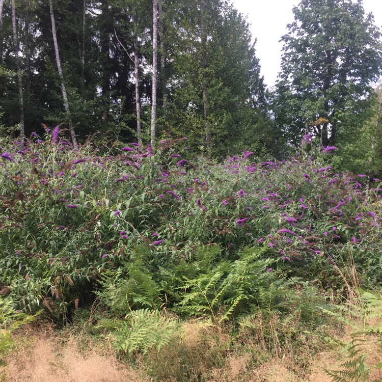 Dense vegetation with tall plants bearing purple flowers along a forest edge.