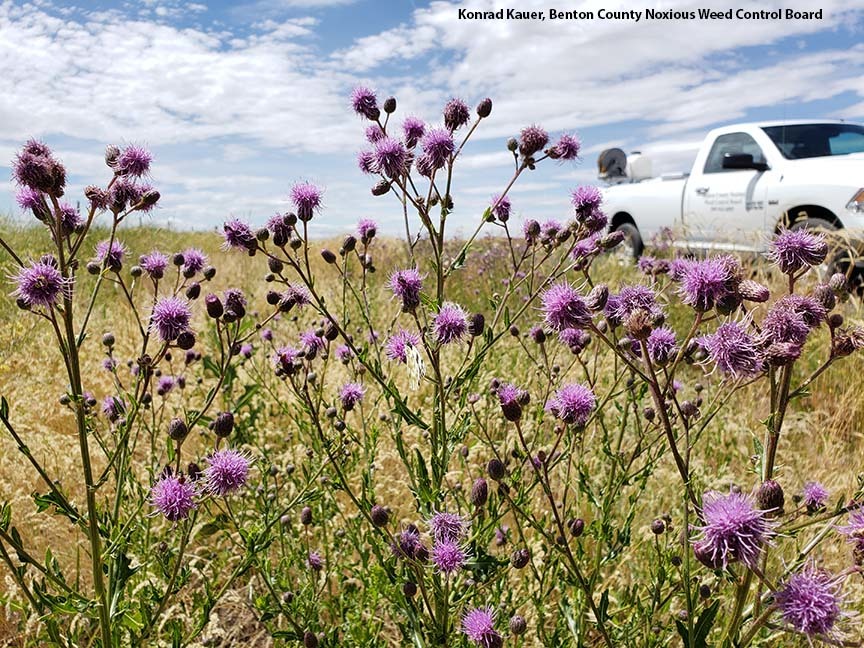 Tall plants with purple flower heads growing in a dry field near a roadway.