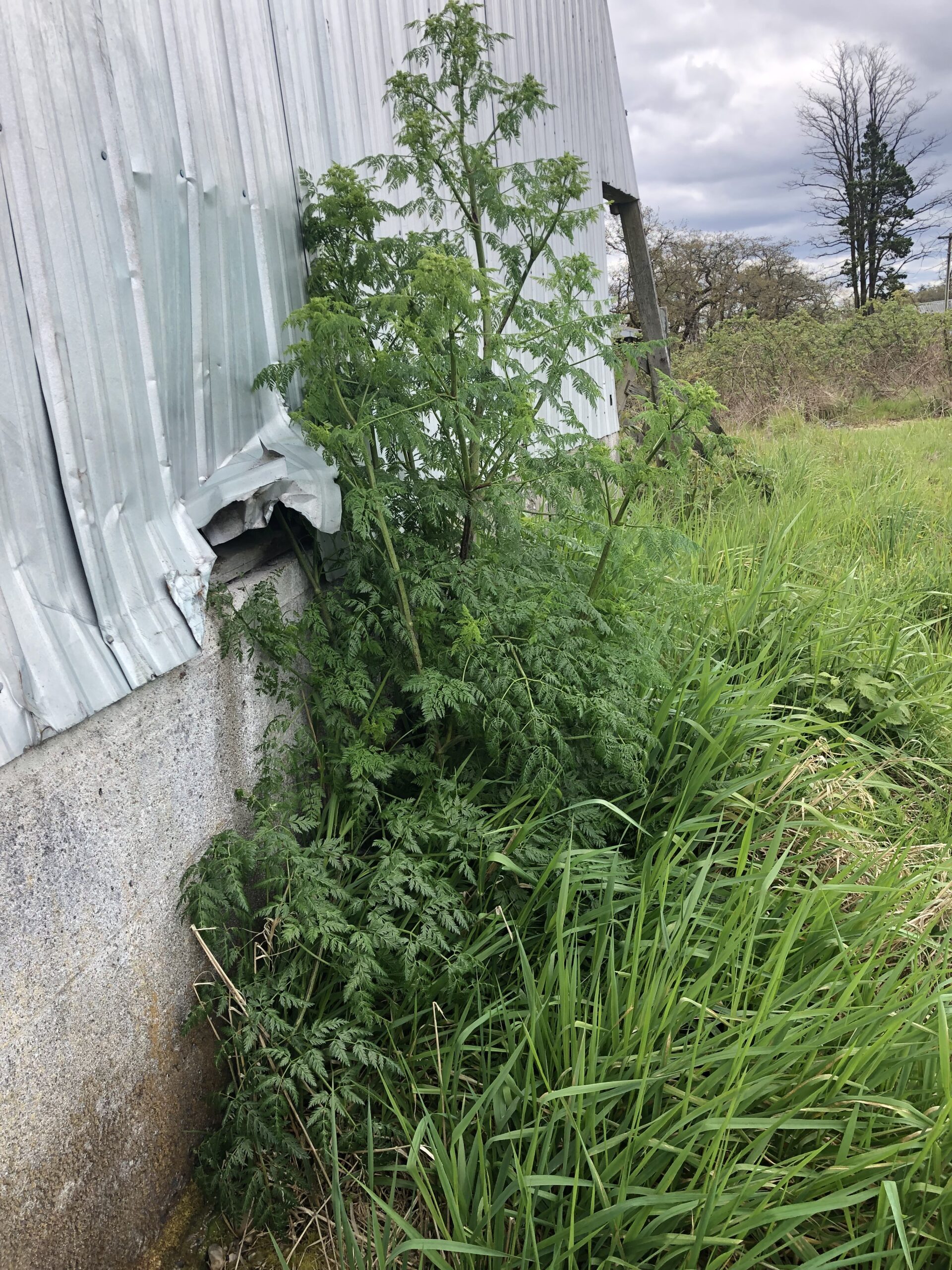 Tall leafy plant growing beside a metal building and concrete foundation.