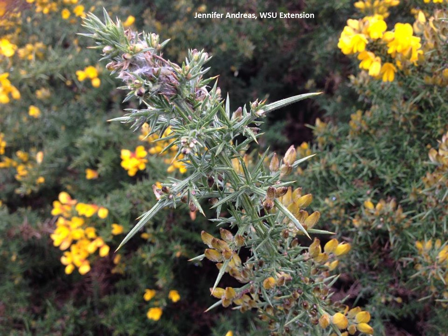 Close-up of a spiny plant stem with small yellow flowers and sharp leaves.