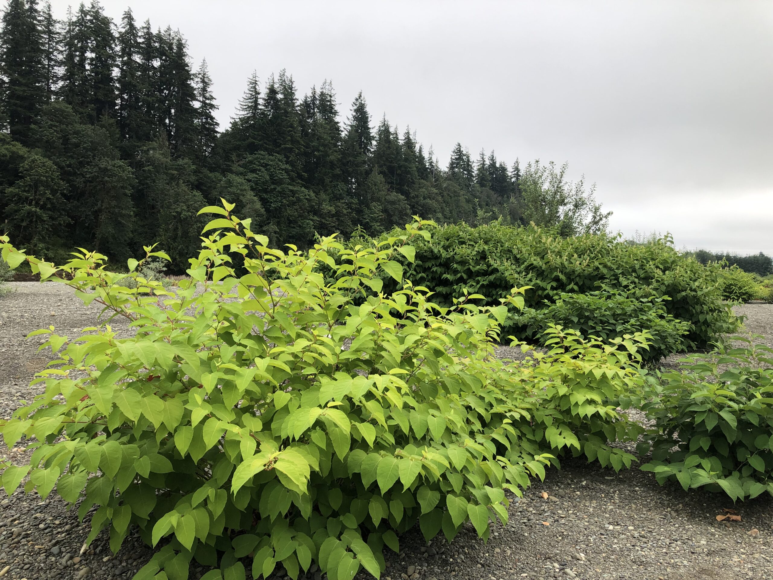 Dense green shrubs growing along a gravel area with evergreen trees in the background.