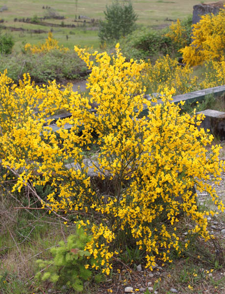 Shrub covered in bright yellow flowers growing along a roadside or gravel area.