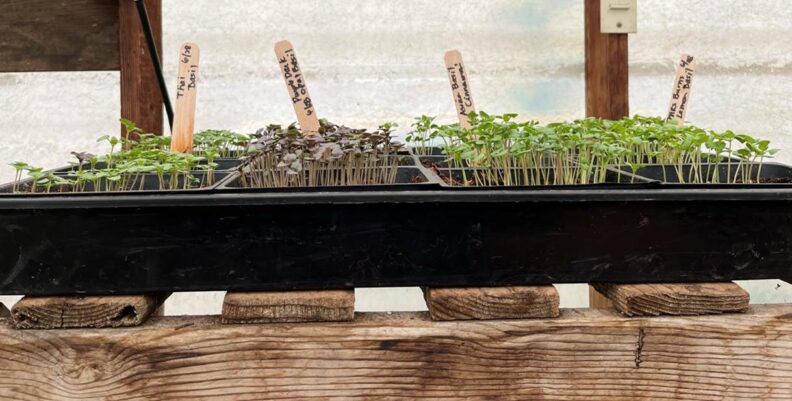 Seedlings growing in a tray with labeled plant markers.