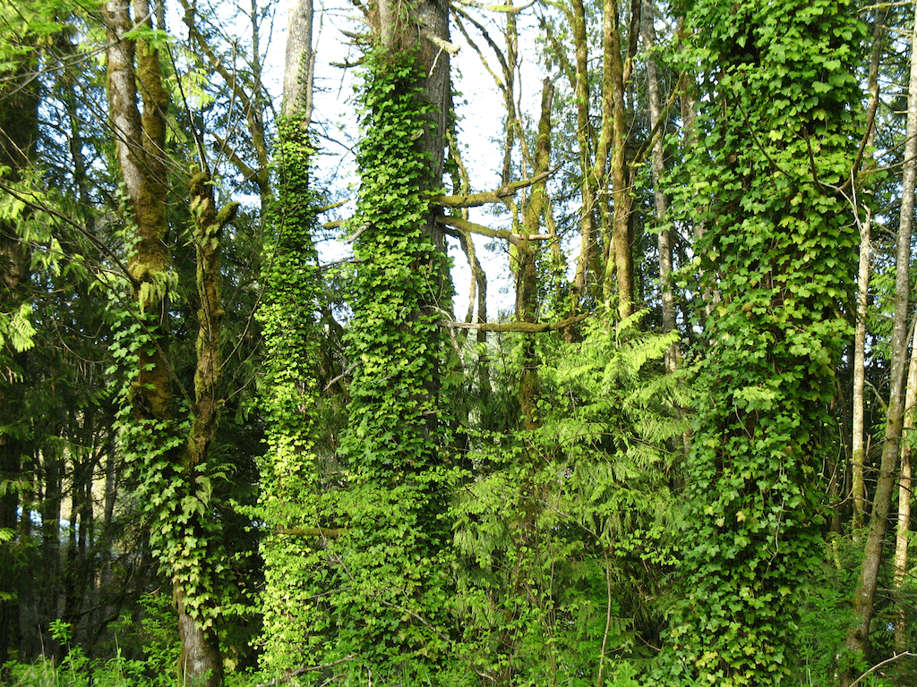Forest scene with trees covered in dense green climbing vines.