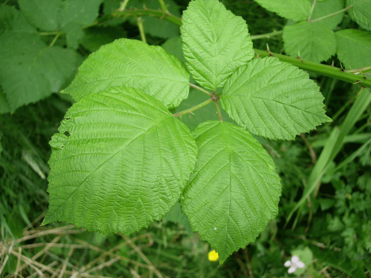 Close-up of broad green leaves with toothed edges growing on a plant.