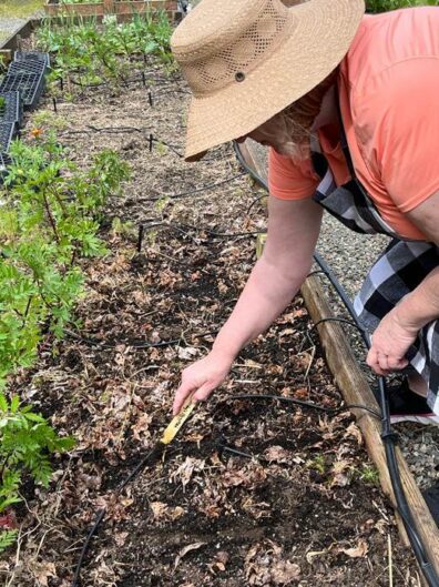 Person wearing a hat using a small hand tool to work in a garden bed.