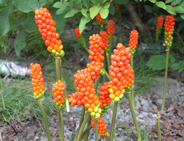 Clustered orange and red berries growing on tall green stems near the ground.