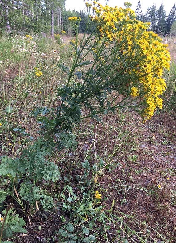 Tall plant with clusters of small yellow flowers growing in a grassy field.