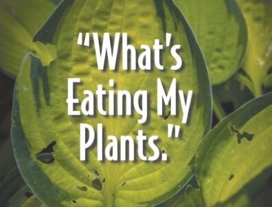 Master Gardener Plant clinic poster