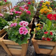 Blooming flowers in planters for Master Gardener sale
