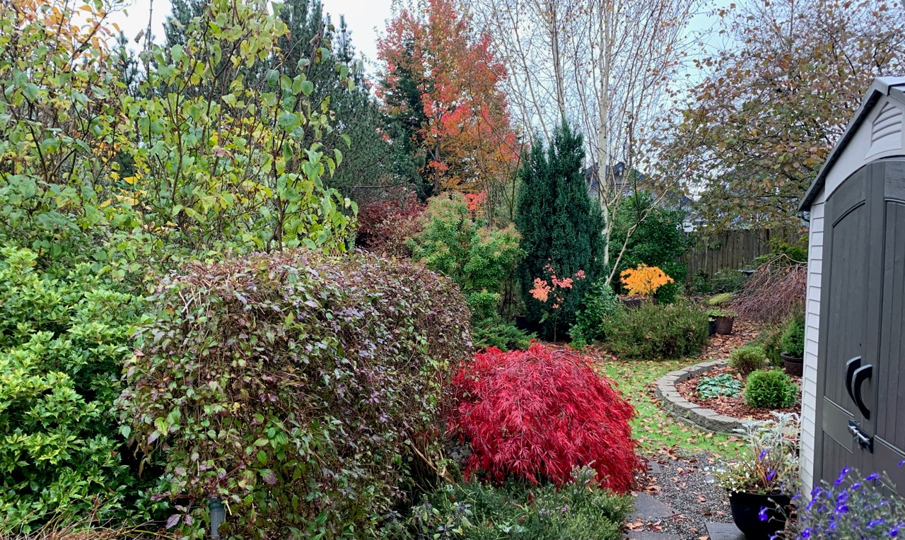 Colorful wooded yard after a decade of growth from planting at 2025 Annual Garden Tour