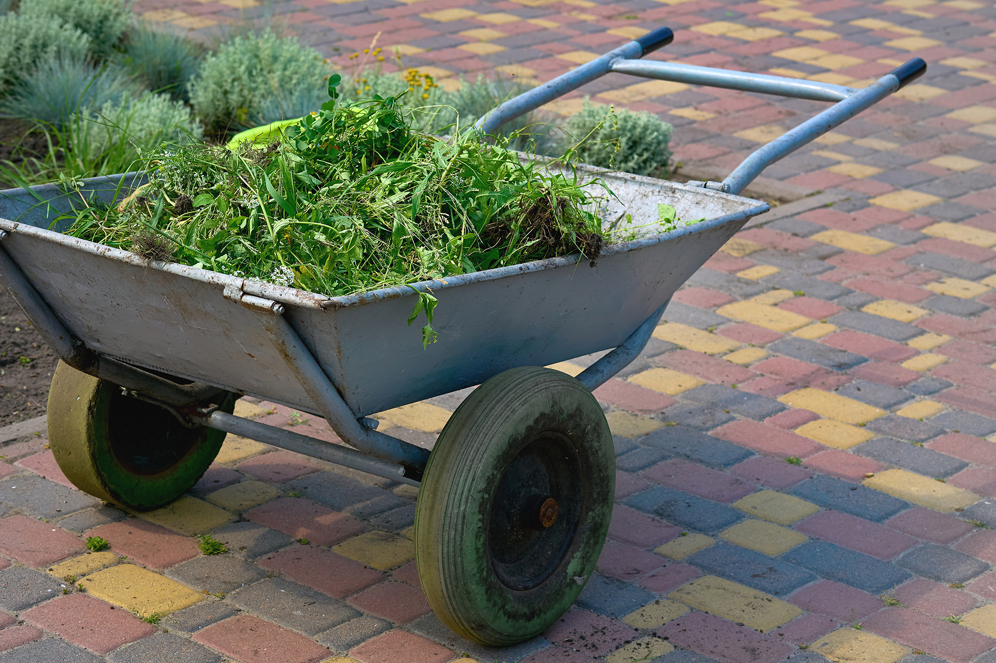 Metal wheelbarrow filled with pulled weeds on a multicolored brick path in a garden.