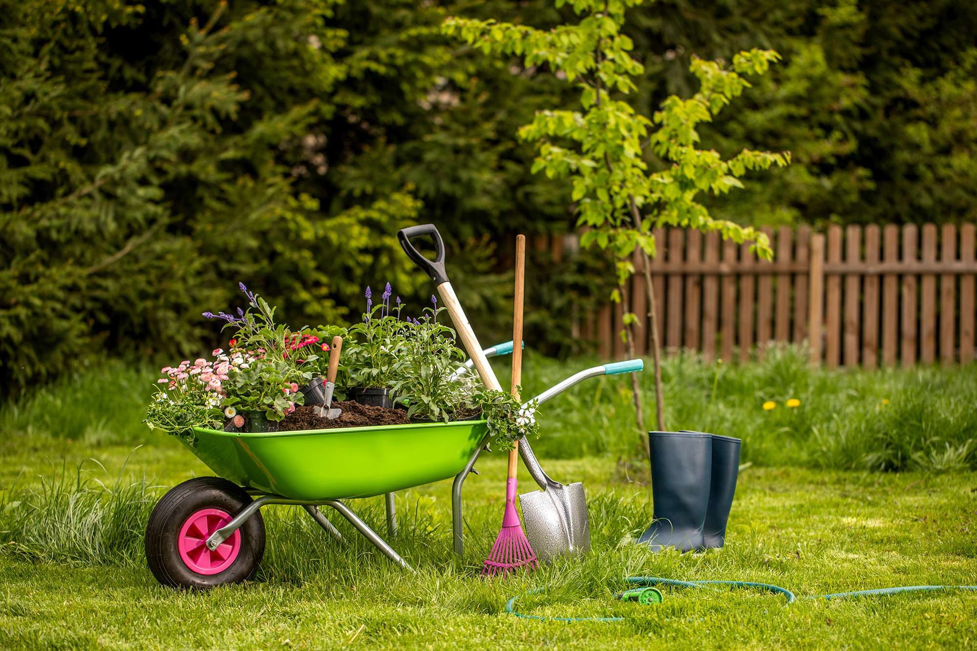 Wheelbarrow with gardening tools in the garden. Rakes, shovel, pitchfork, watering can. Beautiful background for the gardening concept.