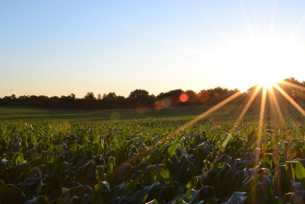 Sunset over a green cornfield with sun rays shining across the landscape.