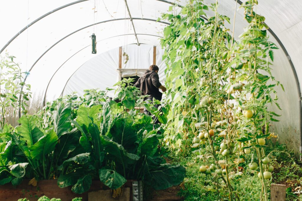 Lush green vegetables and tall tomato plants growing inside a greenhouse with a person working in the background.